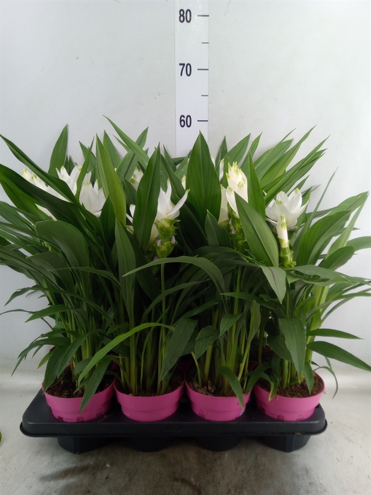 <h4>Curcuma alism. 'Siam Sisto'</h4>