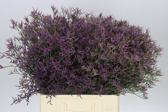 <h4>Lim. Saf Dark Blue</h4>