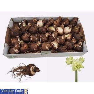 <h4>BLOEMBOL HIPPEASTRUM</h4>