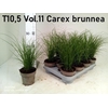arr8 Carex Brunnea
