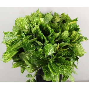 AUCUBA JAPONICA BS