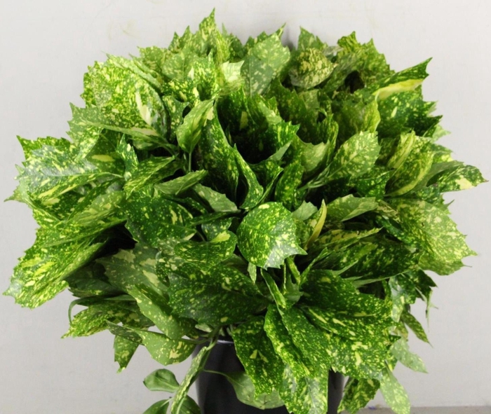 <h4>AUCUBA JAPONICA BS</h4>