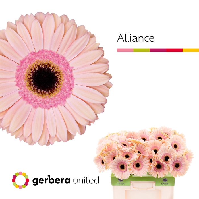<h4>Gerbera Alliance Water</h4>