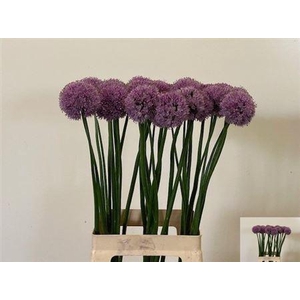 ALLIUM KRYSTYNA