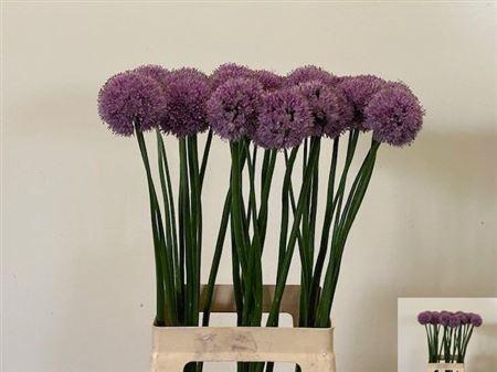 <h4>ALLIUM KRYSTYNA</h4>