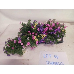 CALIB DUOBELL GEM PT