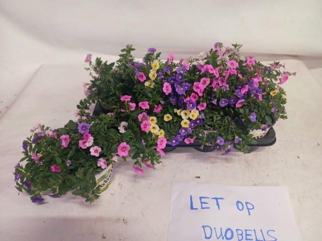 <h4>CALIB DUOBELL GEM PT</h4>