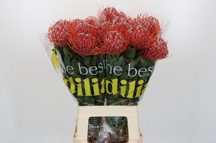 <h4>Nutans Scarlet Ribbon</h4>
