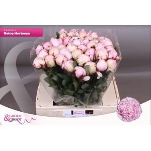 Paeonia Reine Hortense | Xxl