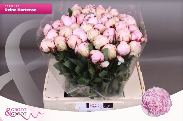 <h4>Paeonia Reine Hortense | XXL</h4>