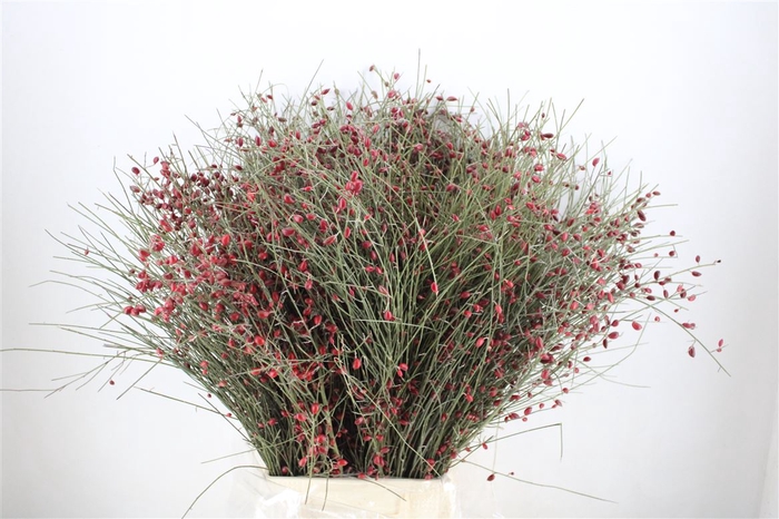 Ginster Berry Red P Bunch