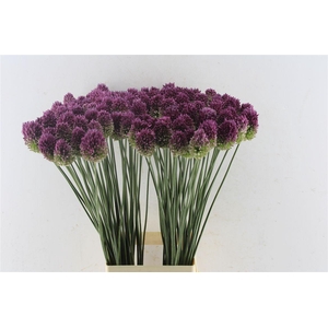 Allium Sphaerocephal
