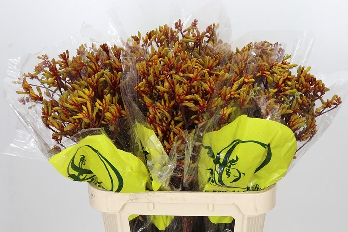 <h4>Anigozanthos Orange Velvet</h4>