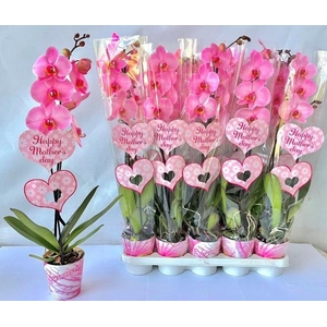 PHAL OV