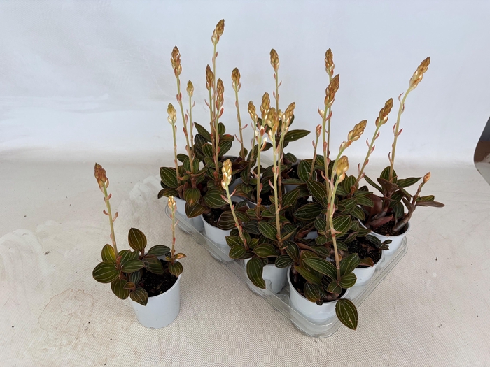 <h4>LUD DISCOLOR</h4>