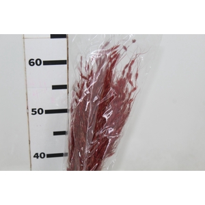 CAPIM DOURADO DESIDRATADO