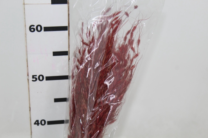 <h4>CAPIM DOURADO DESIDRATADO</h4>