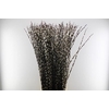 SALIX WILGENKATJES 120CM