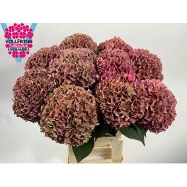 <h4>Hydrangea rodeo classic</h4>