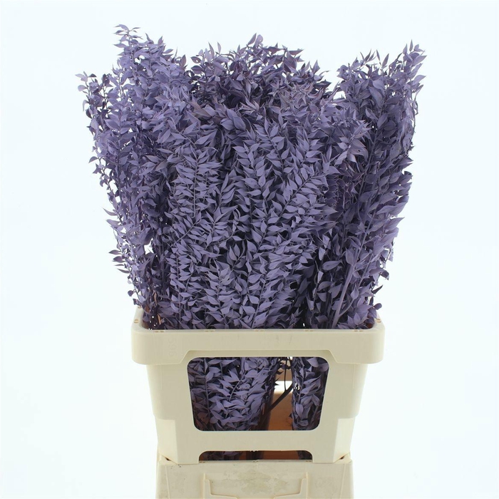 <h4>RUSCUS OV KLB H%</h4>