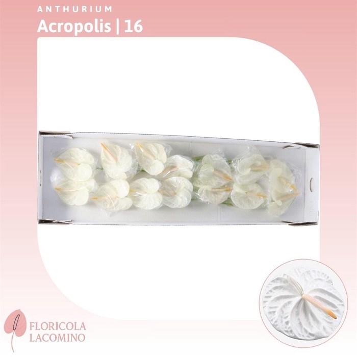 <h4>Anthurium Acropolis</h4>