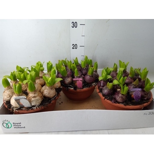 Hyacinthus orie. 'Pearl'  ...mix  3