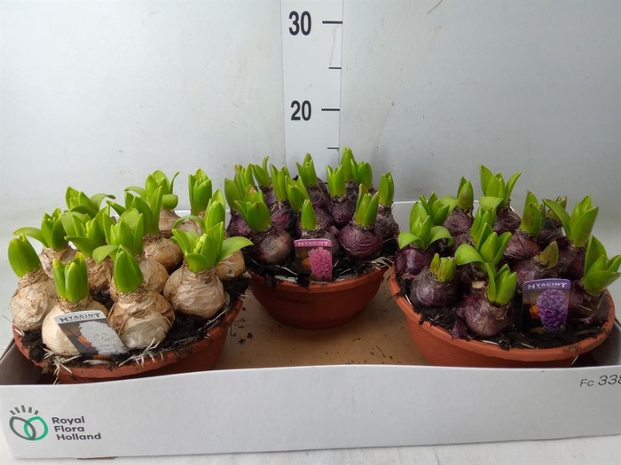 <h4>Hyacinthus orie. 'Pearl'  ...mix  3</h4>