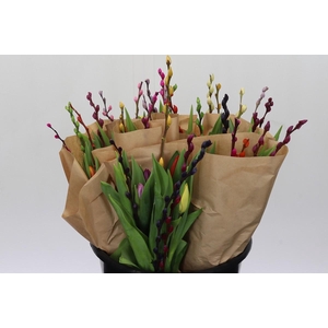 BQ Tulp Salix Mix