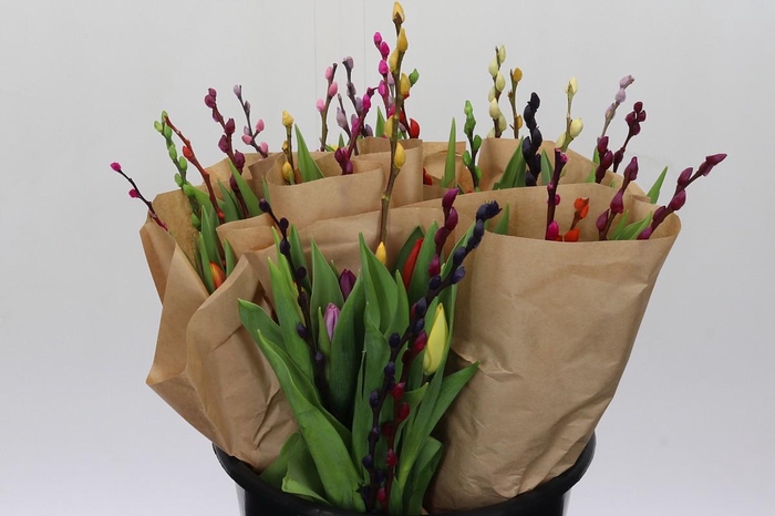 <h4>BQ Tulp Salix Mix</h4>