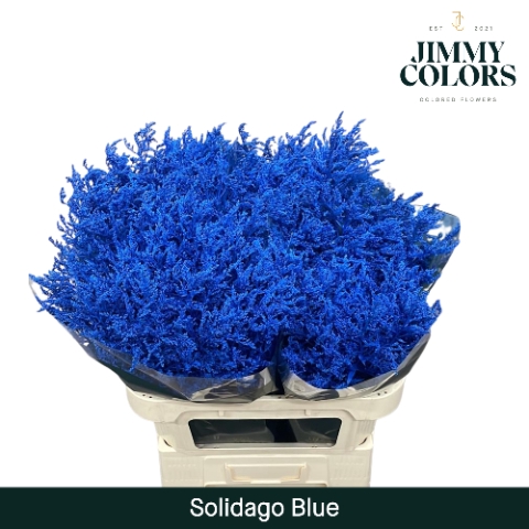 Solidago L80 Klbh. Blauw