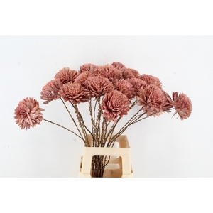 Stick Shola Zinnia Ø12 O.Pink