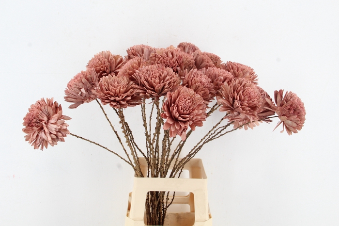 <h4>Stick Shola Zinnia Ø12 O.Pink</h4>