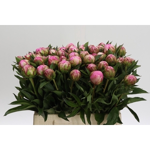 Paeonia Dr Alexander Fleming