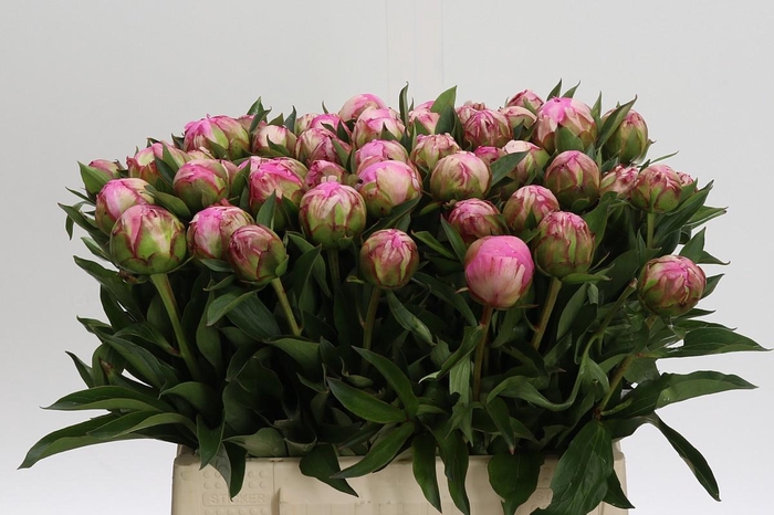 <h4>Paeonia Dr Alexander Fleming</h4>