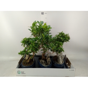 Bonsai   ...mix