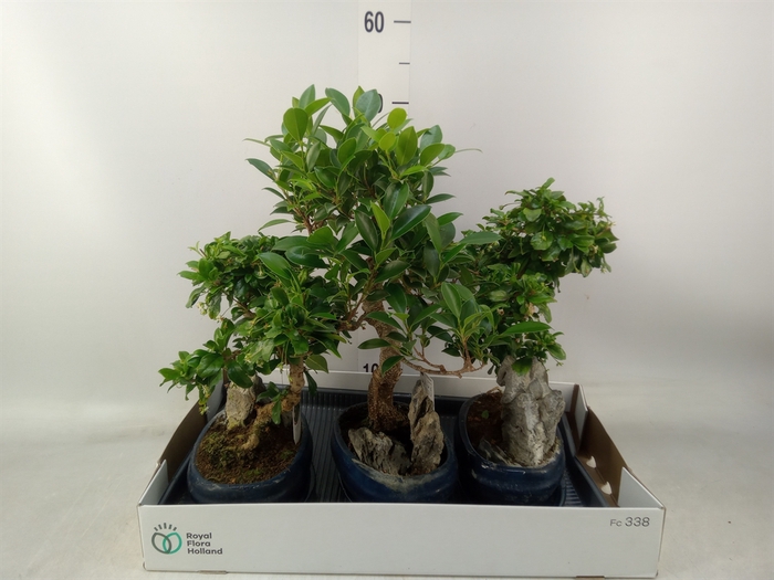 <h4>Bonsai   ...mix</h4>