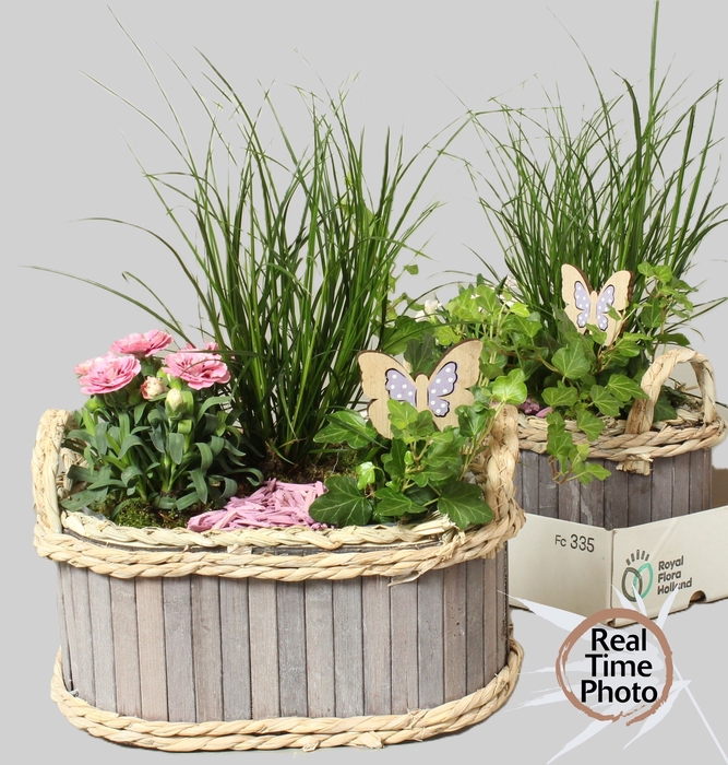 <h4>ARR TUINPLANTEN</h4>