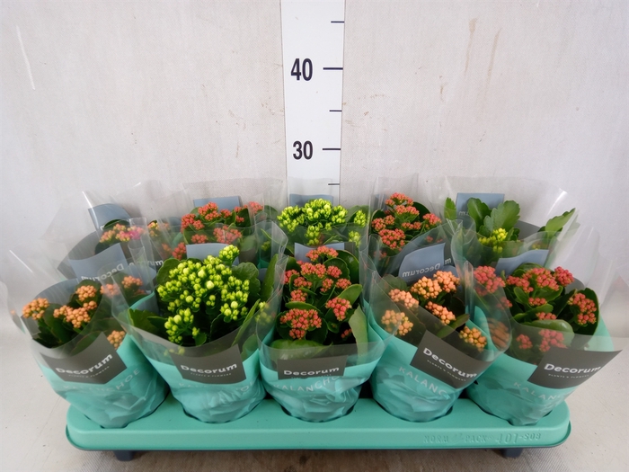 <h4>Kalanchoe blos.   ..rosebud mix  5</h4>