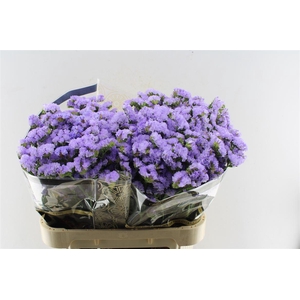 Lim S Atlanta Sun Birds