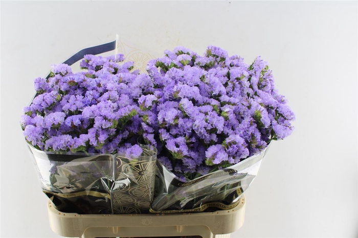 <h4>Lim S Atlanta Sun Birds</h4>