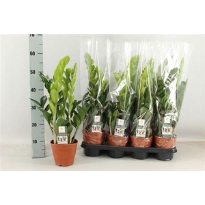 Zamioculcas 14cm 4+