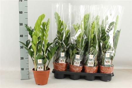 <h4>Zamioculcas 14cm 4+</h4>