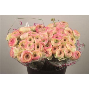 Ran.. Su Felicidade Extra X25