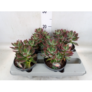 Echeveria pulvinata 'Devotion'