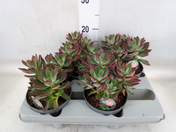 <h4>Echeveria pulvinata 'Devotion'</h4>