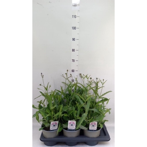 Verbena rigida