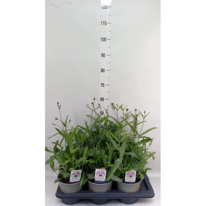 <h4>Verbena rigida</h4>