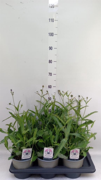 Verbena rigida