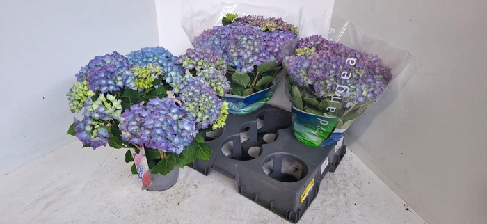<h4>HYDR M BLAUER ZWERG</h4>