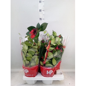 Aeschynanthus  'Mona Lisa'